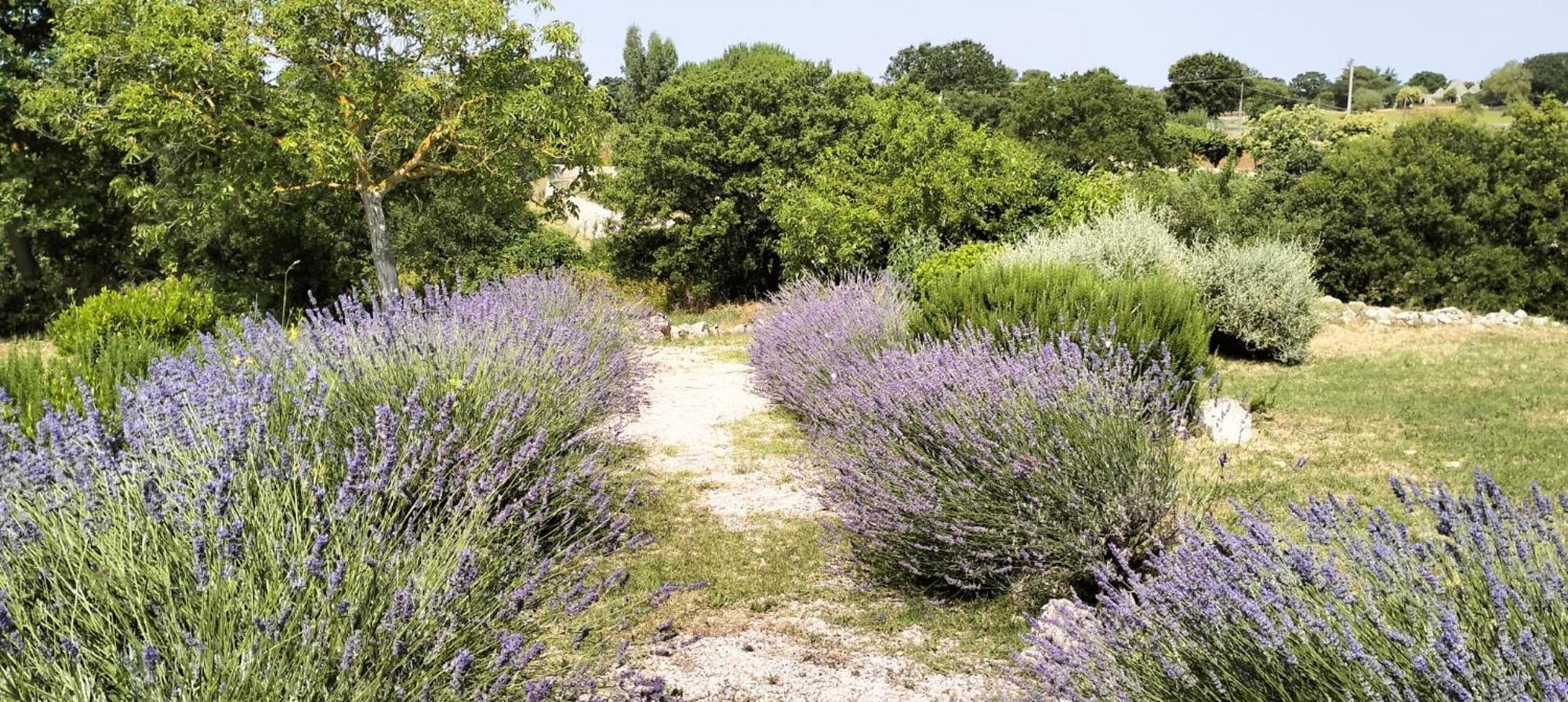 Trullo Dimora Podere Papilio Noci Luaran gambar